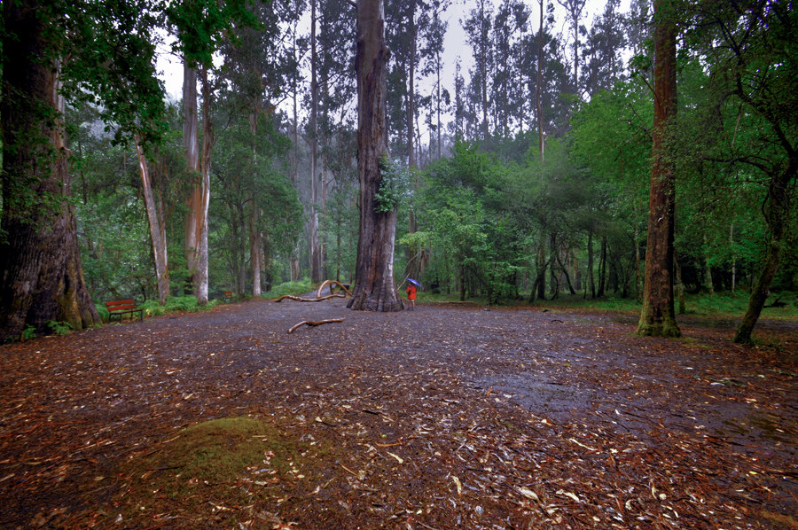 Monumento Natural de Souto de la Retorta