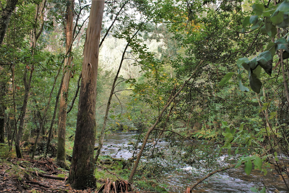 Río Landro