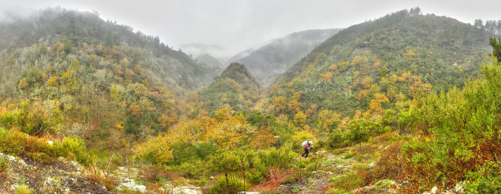 Bosque do Carballido en Fonsagrada