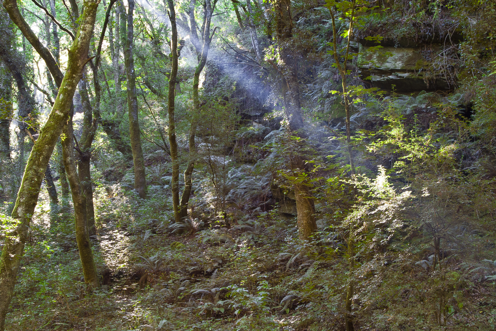 Bosque en Lugo