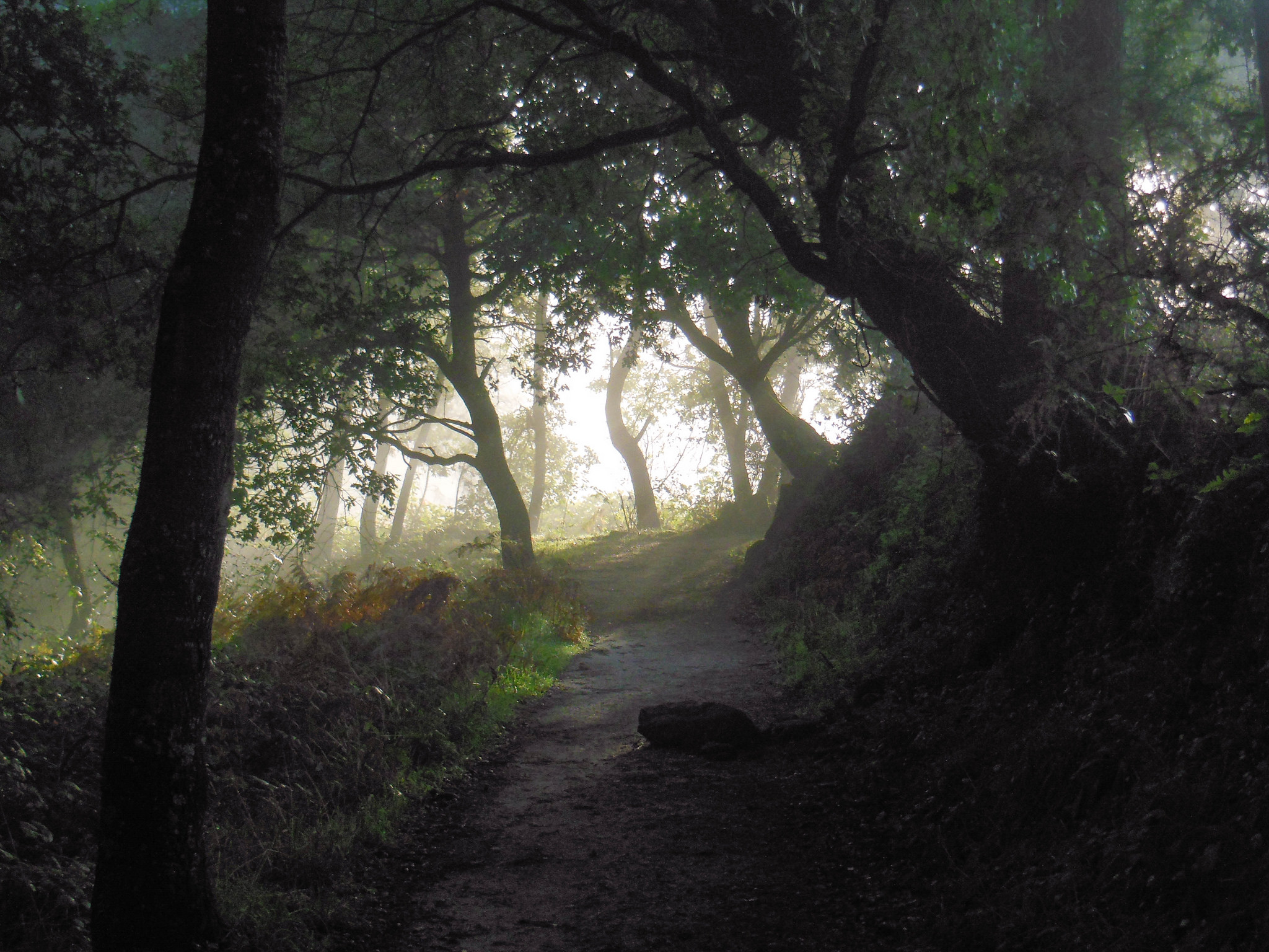 Sarria, uno de los bosques más bonitos de Lugo
