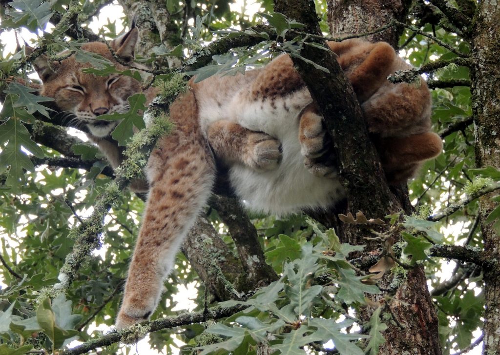 Lince en Marcelle Naturaleza