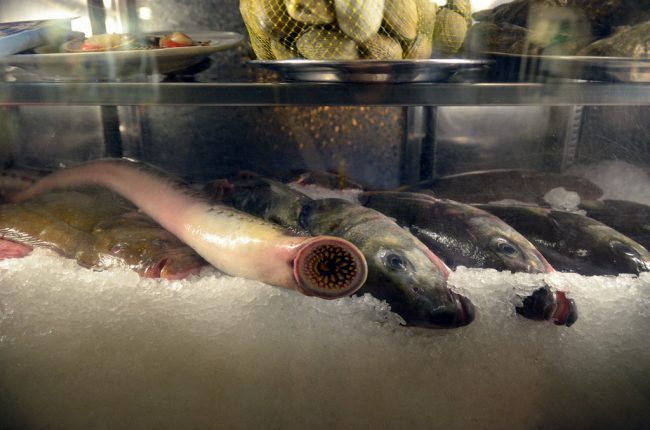 Lamprea en una pescadería