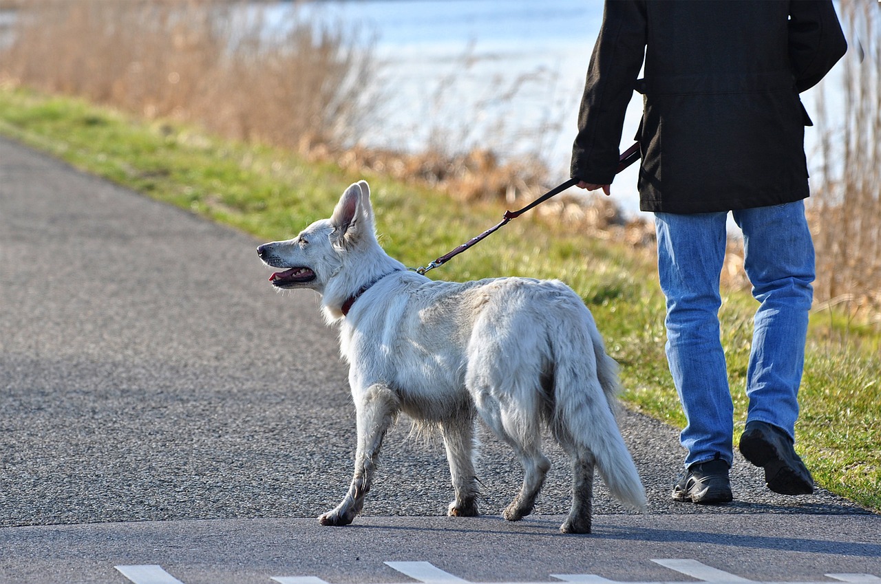 Hombre paseando a su perro en Foz
