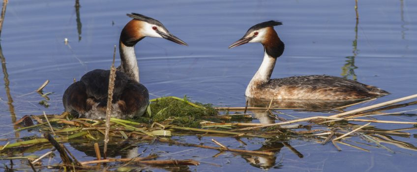 Aves en Galicia