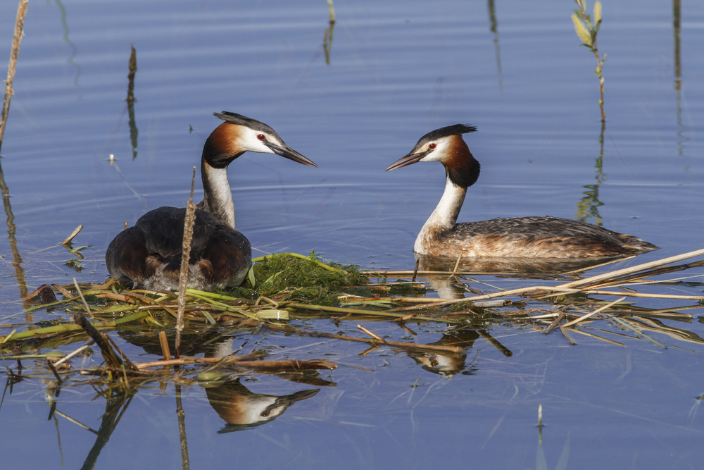 Aves en Galicia